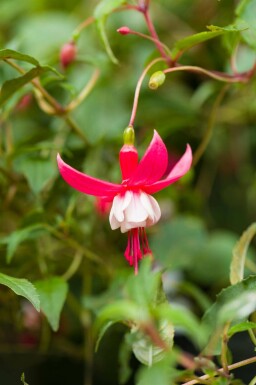 Bellenplant Fuchsia magellanica 'Madame Cornelissen' 5-10 pot P9 Fuchsia magellanica 'Madame Cornelissen'