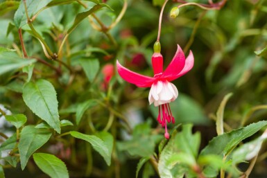 Bellenplant Fuchsia magellanica 'Madame Cornelissen' 5-10 pot P9 Fuchsia magellanica 'Madame Cornelissen'