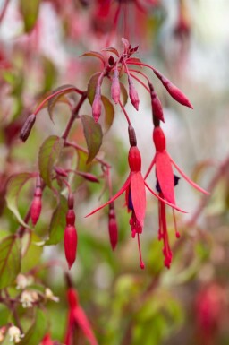 Fuchsia magellanica 'Riccartonii'