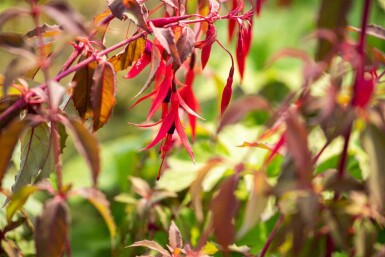 Fuchsia magellanica 'Riccartonii'