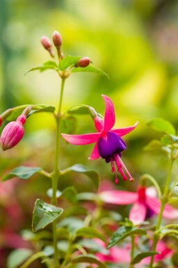 Bellenplant Fuchsia magellanica 'Tom Thumb' 5-10 pot P9 Fuchsia magellanica 'Tom Thumb'