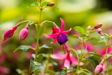 Bellenplant Fuchsia magellanica 'Tom Thumb' 5-10 pot P9 Fuchsia magellanica 'Tom Thumb'