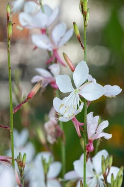 Prachtkaars Gaura lindheimeri 'Short Form' 5-10 pot P9 Gaura lindheimeri 'Short Form'
