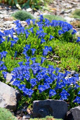 Gentiaan Gentiana acaulis 5-10 pot P9 Gentiana acaulis