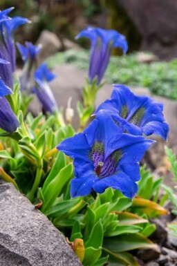 Gentiaan Gentiana acaulis 5-10 pot P9 Gentiana acaulis
