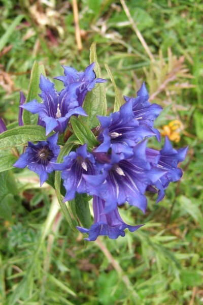 Kruisbladgentiaan Gentiana asclepiadea 5-10 pot P9 Gentiana asclepiadea