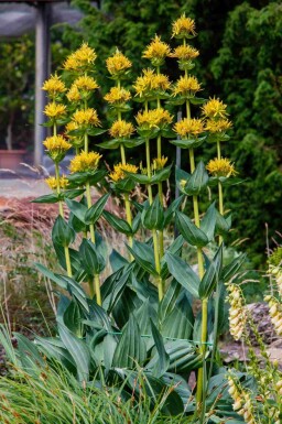 Gentiana lutea