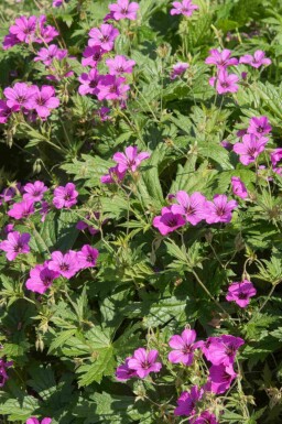 Geranium procurrens 'Ann Folkard'