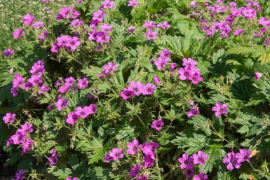 Geranium procurrens 'Ann Folkard'