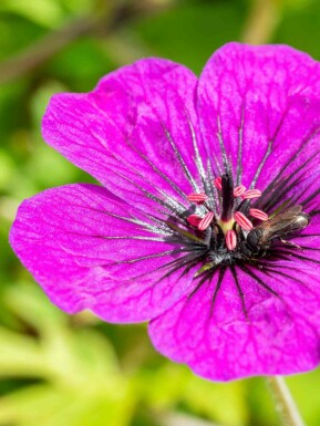 Geranium procurrens 'Anne Thomson'