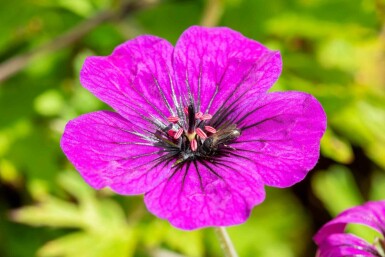 Geranium procurrens 'Anne Thomson'