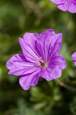 Geranium sanguineum 'Blushing Turtle'