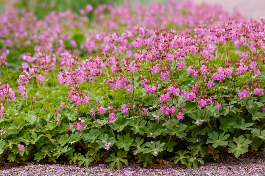 Ooievaarsbek Geranium cantabrigiense 'Cambridge' 5-10 pot P9 Geranium cantabrigiense 'Cambridge'