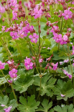 Ooievaarsbek Geranium cantabrigiense 'Cambridge' 5-10 pot P9 Geranium cantabrigiense 'Cambridge'