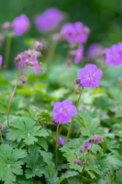 Ooievaarsbek Geranium cantabrigiense 'Karmina' 5-10 pot P9 Geranium cantabrigiense 'Karmina'