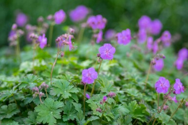 Ooievaarsbek Geranium cantabrigiense 'Karmina' 5-10 pot P9 Geranium cantabrigiense 'Karmina'