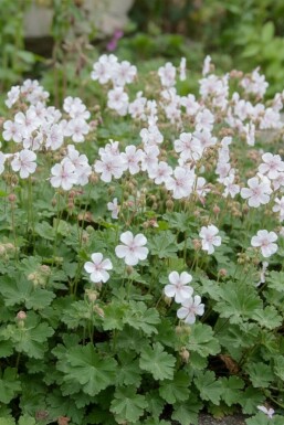 Ooievaarsbek Geranium cantabrigiense 'St. Ola' 5-10 pot P9 Geranium cantabrigiense 'St. Ola'