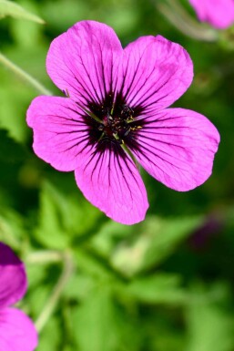 Ooievaarsbek Geranium psilostemon 'Dragon Heart' 5-10 pot P9 Geranium psilostemon 'Dragon Heart'