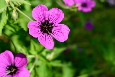 Ooievaarsbek Geranium psilostemon 'Dragon Heart' 5-10 pot P9 Geranium psilostemon 'Dragon Heart'