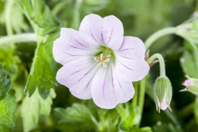 Geranium hybride 'Dreamland'