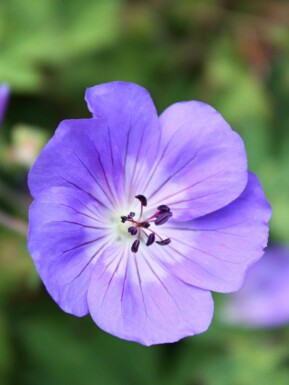 Blauwe ooievaarsbek Geranium himalayense 5-10 pot P9 Geranium himalayense