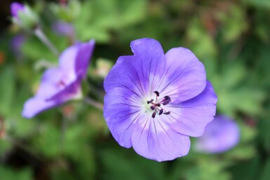 Blauwe ooievaarsbek Geranium himalayense 5-10 pot P9 Geranium himalayense