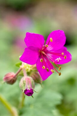 Geranium macrorrhizum 'Czakor'