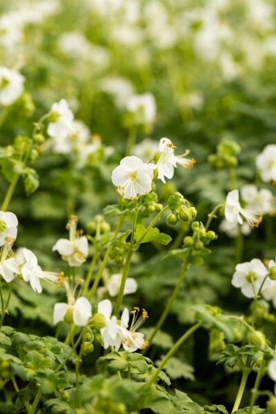 Geranium macrorrhizum 'White Ness'