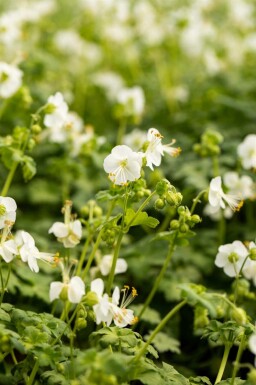 Geranium macrorrhizum 'White Ness'
