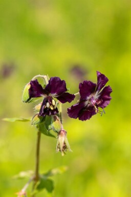 Geranium phaeum