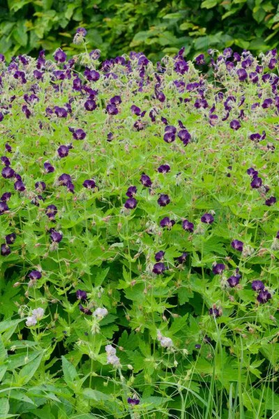 Donkere ooievaarsbek Geranium phaeum 'Raven' 5-10 pot P9 Geranium phaeum 'Raven'