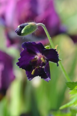 Donkere ooievaarsbek Geranium phaeum 'Raven' 5-10 pot P9 Geranium phaeum 'Raven'