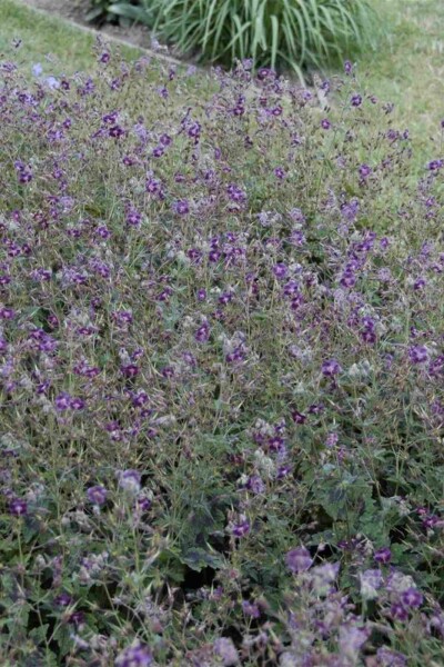 Geranium phaeum 'Samobor'