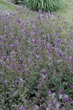 Geranium phaeum 'Samobor'