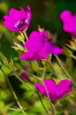 Geranium wallichianum 'Pink Penny'