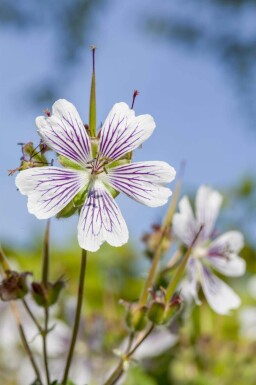Geranium renardii