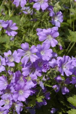 Geranium gracile 'Sirak'
