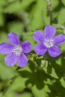 Bosooievaarsbek Geranium sylvaticum 'Mayflower' 5-10 pot P9 Geranium sylvaticum 'Mayflower'