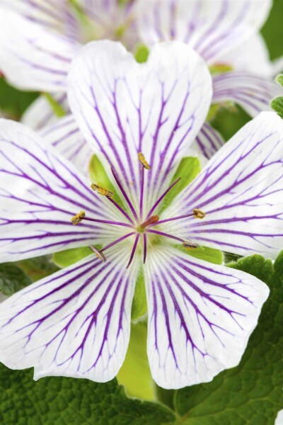 Geranium versicolor