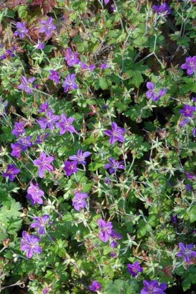 Ooievaarsbek Geranium wlassovianum 5-10 pot P9 Geranium wlassovianum