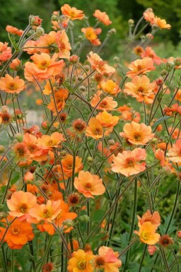 Nagelkruid Geum chiloense 'Prinses Juliana' 5-10 pot P9 Geum chiloense 'Prinses Juliana'
