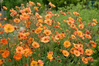 Nagelkruid Geum chiloense 'Prinses Juliana' 5-10 pot P9 Geum chiloense 'Prinses Juliana'
