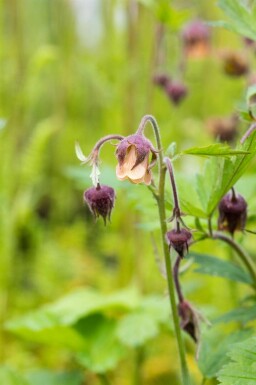 Geum rivale