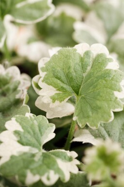 Hondsdraf Glechoma hederacea 'Variegata' 5-10 pot P9 Glechoma hederacea 'Variegata'