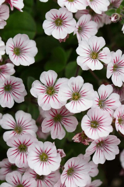 Gipskruid Gypsophila cerastioides 5-10 pot P9 Gypsophila cerastioides