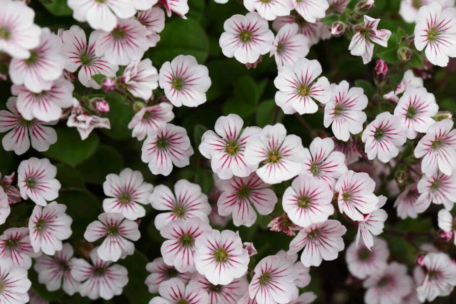 Gipskruid Gypsophila cerastioides 5-10 pot P9 Gypsophila cerastioides
