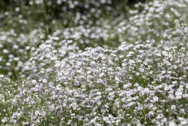 Gypsophila paniculata