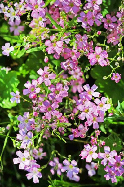 Gipsbloem Gypsophila repens 5-10 pot P9 Gypsophila repens