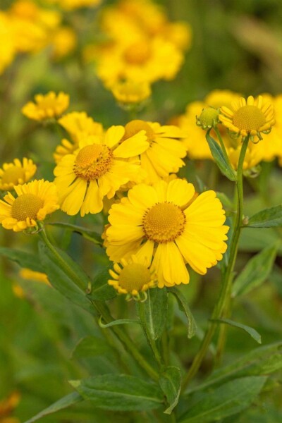 Helenium hybride 'Kanaria'