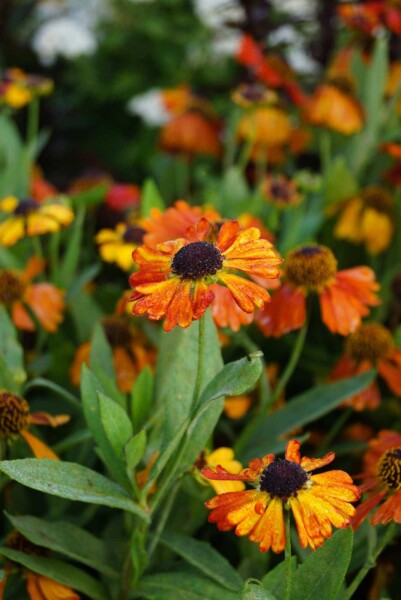 Helenium 'Mardi Gras'